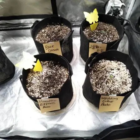 Fastbuds Indicas!