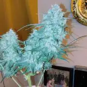Fastbuds Champions line