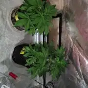 BPPRF3 upgrade and LCC