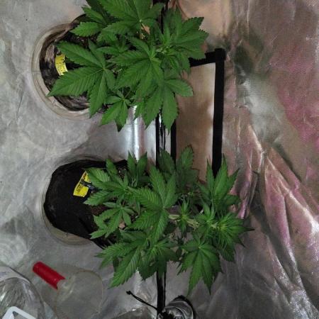 BPPRF3 upgrade and LCC