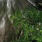 Fastbuds Indicas!