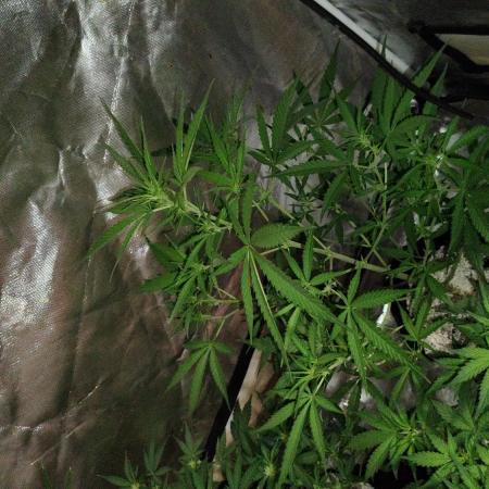 Fastbuds Indicas!