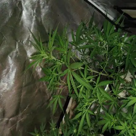 Fastbuds Indicas!