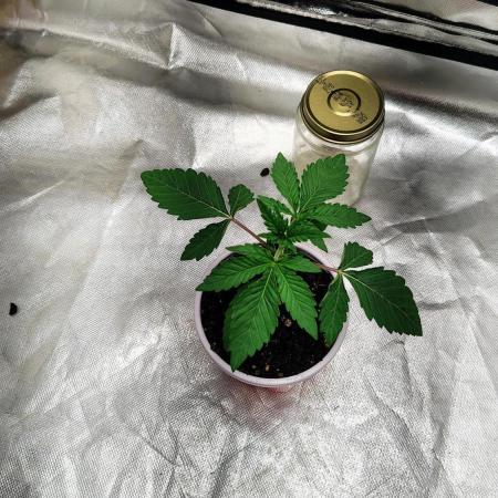 Papayton (papaya Gary Payton)