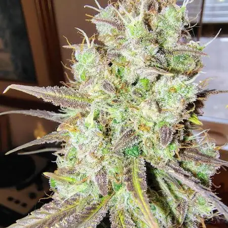 420fastbuds new strains
