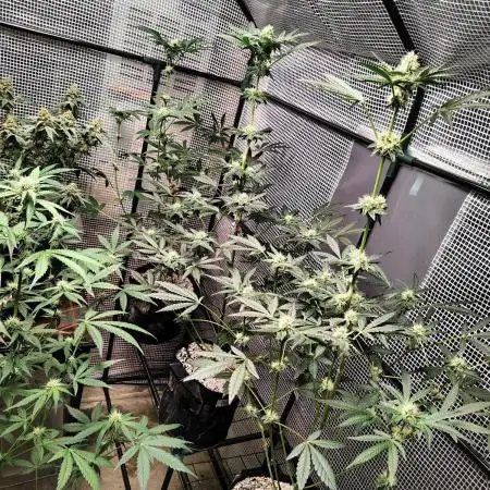 FASTBUDS NEW PHOTOPERIODS