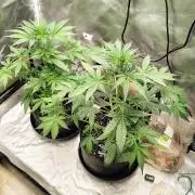 Fastbuds Champions line
