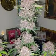 BPPRF3 upgrade and LCC