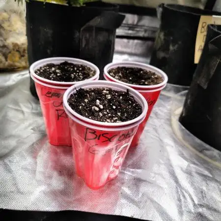 FASTBUDS NEW PHOTOPERIODS
