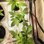 FASTBUDS NEW PHOTOPERIODS