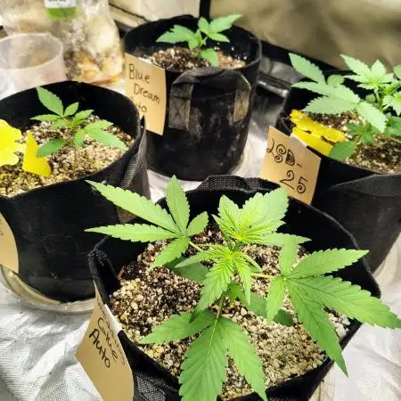 Fastbuds Indicas!