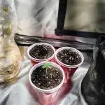 FASTBUDS NEW PHOTOPERIODS
