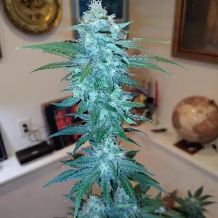 Fastbuds Indicas!