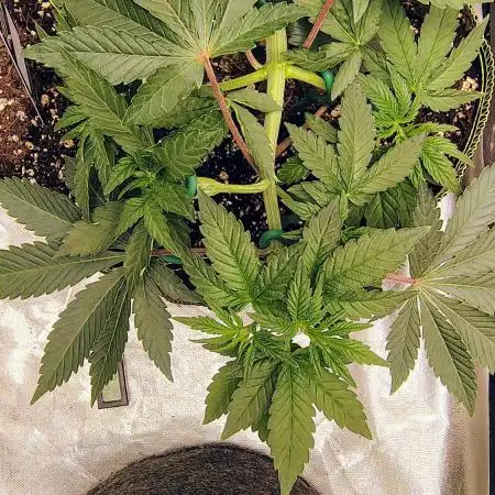 Papayton (papaya Gary Payton)