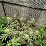 Cherry pie/ Canadian Breeder