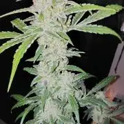 Fastbuds Champions line