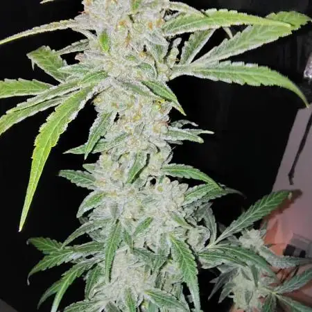 Fastbuds Champions line