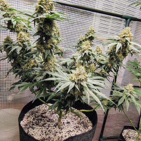 Cherry pie/ Canadian Breeder