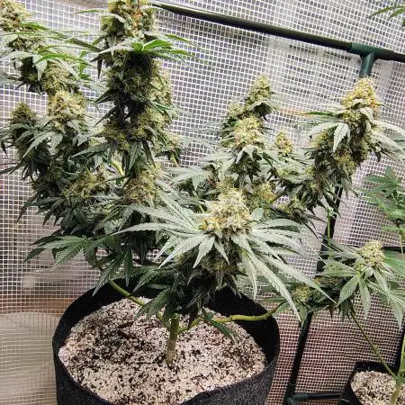 Cherry pie/ Canadian Breeder