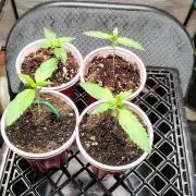 Fastbuds Champions line