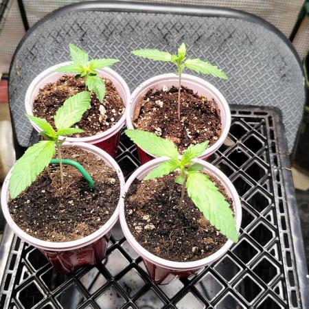 Fastbuds Champions line