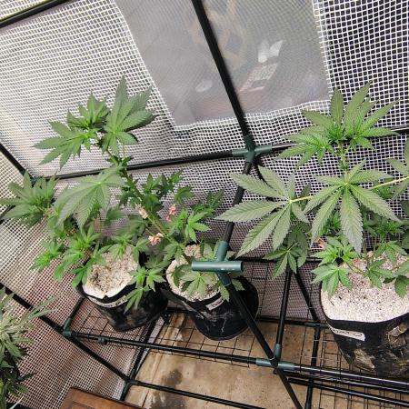 FASTBUDS NEW PHOTOPERIODS