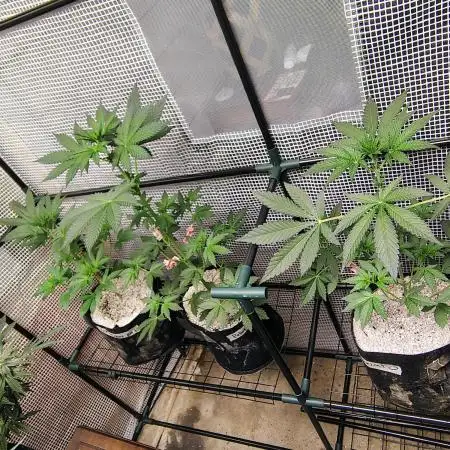 FASTBUDS NEW PHOTOPERIODS