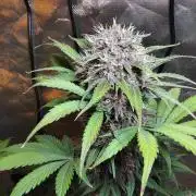 BPPRF3 upgrade and LCC