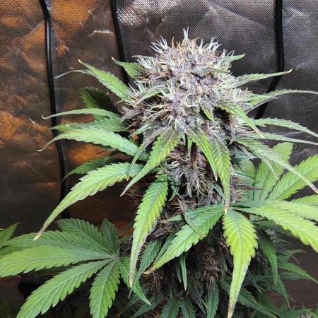 BPPRF3 upgrade and LCC