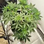 Cherry pie/ Canadian Breeder
