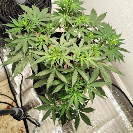 Cherry pie/ Canadian Breeder