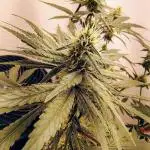 Cherry pie/ Canadian Breeder