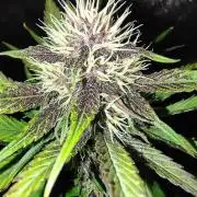 BPPRF3 upgrade and LCC