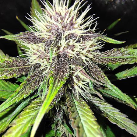 BPPRF3 upgrade and LCC