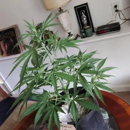 Fastbuds Indicas!