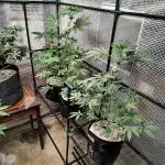 FASTBUDS NEW PHOTOPERIODS