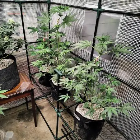 FASTBUDS NEW PHOTOPERIODS