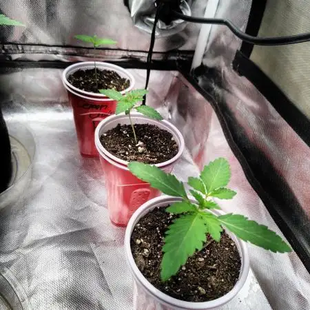 FASTBUDS NEW PHOTOPERIODS