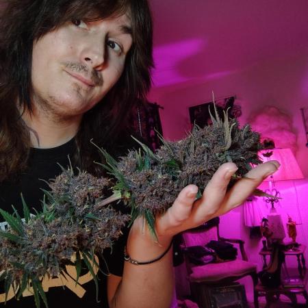 Banana purple punch RF3 & LCC