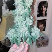 GG4 SHERBET