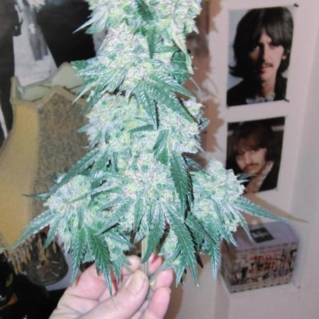 GG4 SHERBET