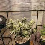 Cherry pie/ Canadian Breeder