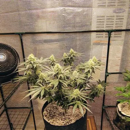 Cherry pie/ Canadian Breeder