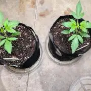 Guava and Cherry cola RF3 upgrades