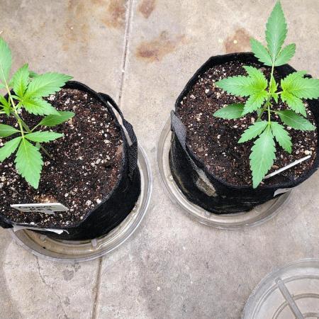 Guava and Cherry cola RF3 upgrades