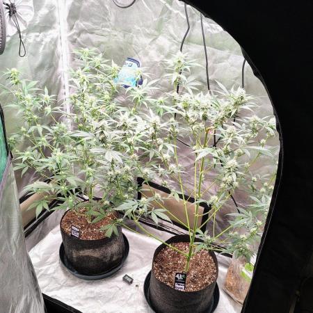 Fastbuds Champions line