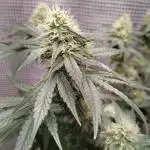 Cherry pie/ Canadian Breeder