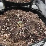 Guava and Cherry cola RF3 upgrades