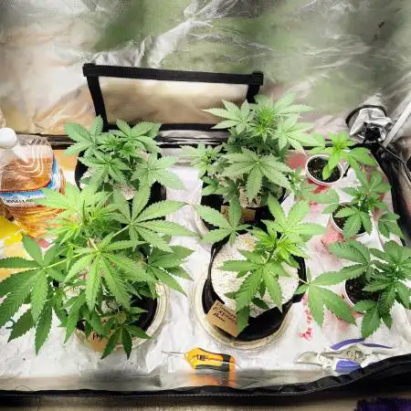 Fastbuds Indicas!