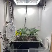 Gelato - Eigenbau-Growbox - Grow #3